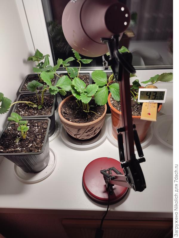 7 шт. саженцев Сольх Янг