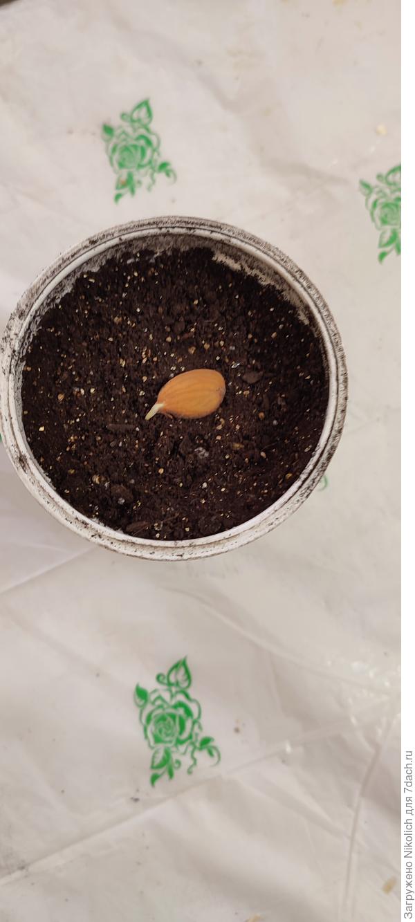 Проклюнулось ядрышко