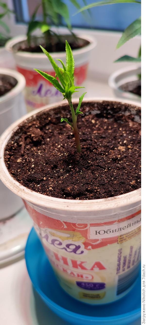 Первые всходы