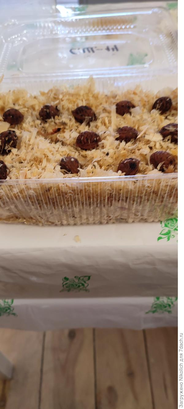 Стратификация в стружке лиственных пород