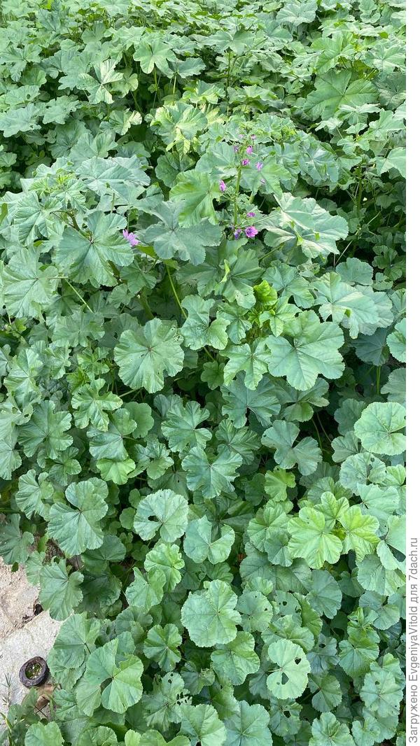 Здравствуйте! Помогите в определении данного растения, заранее спасибо!)