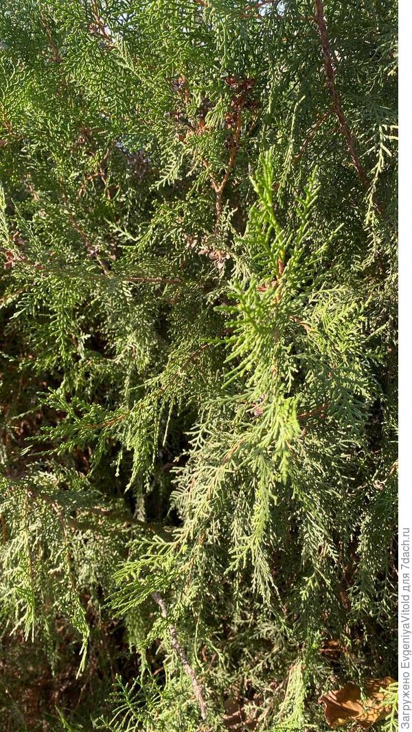 Здравствуйте! Помогите в определении данного растения, заранее спасибо!)