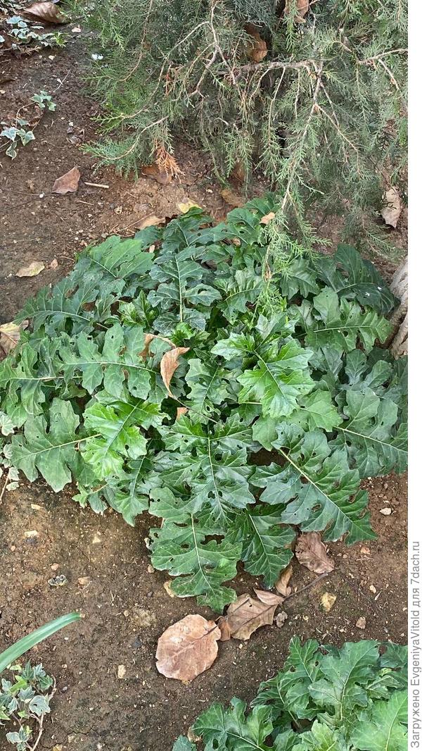 Здравствуйте! Помогите в определении данного растения, заранее спасибо!)