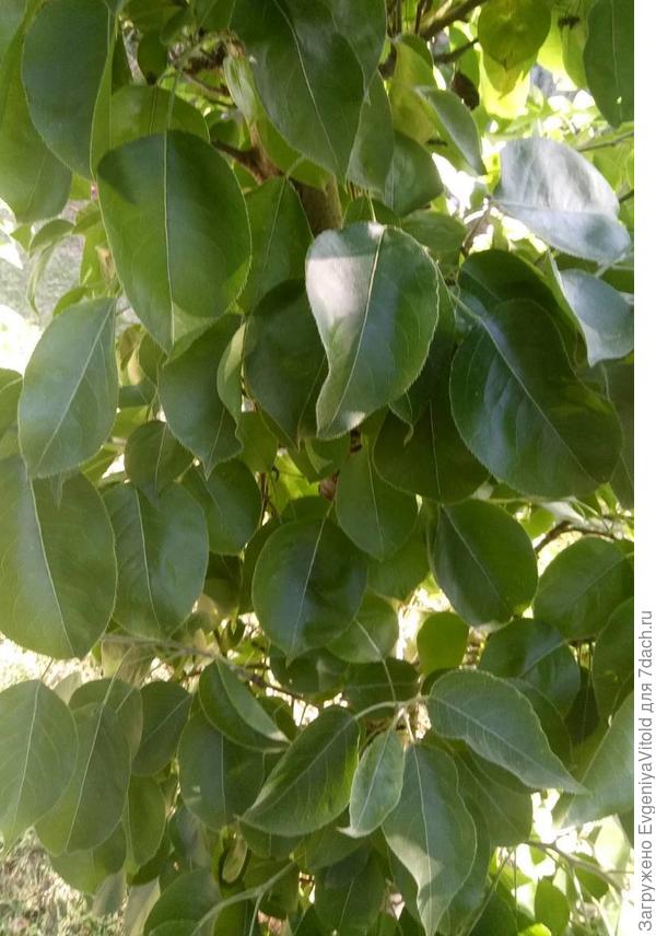 Что на фотографии?