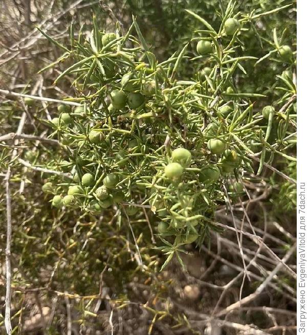 Что на фото?