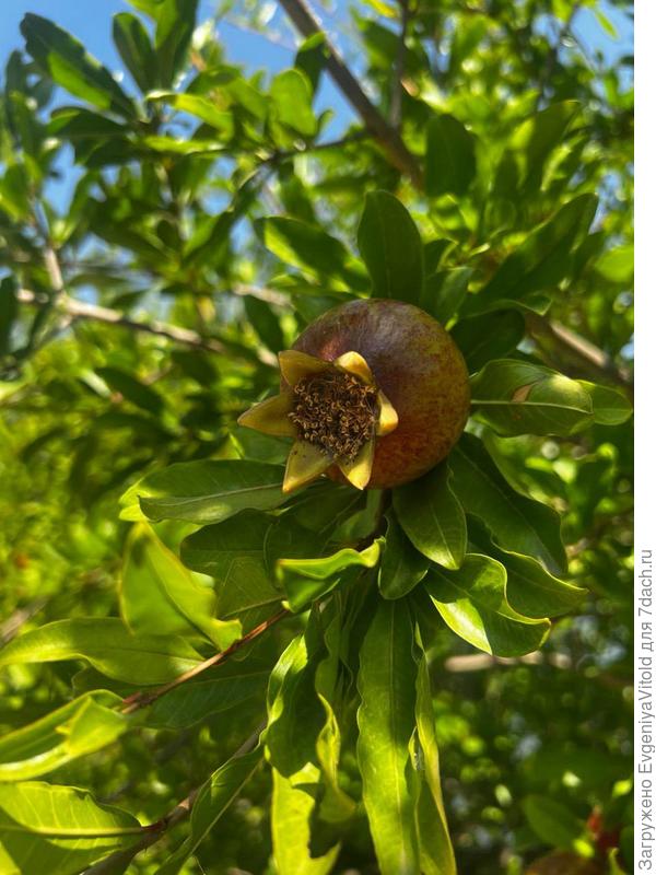 Здравствуйте! Помогите в определении данного растения, заранее спасибо!)