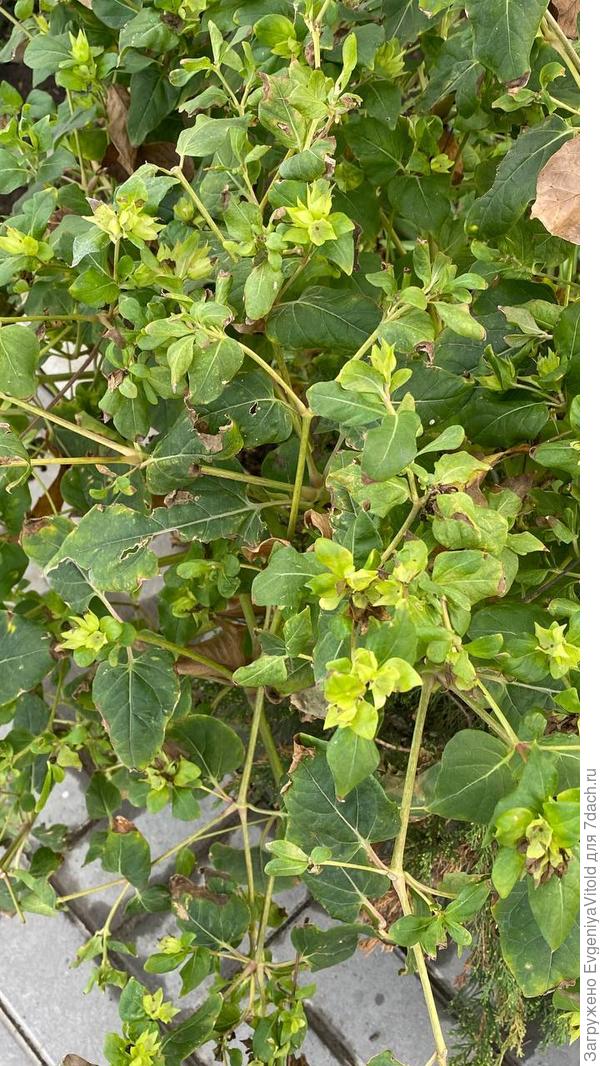 Здравствуйте! Помогите в определении данного растения, заранее спасибо!)