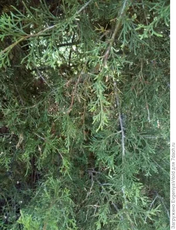 Что на фото?