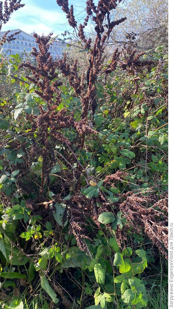 Здравствуйте! Помогите в определении данного растения, заранее спасибо!)