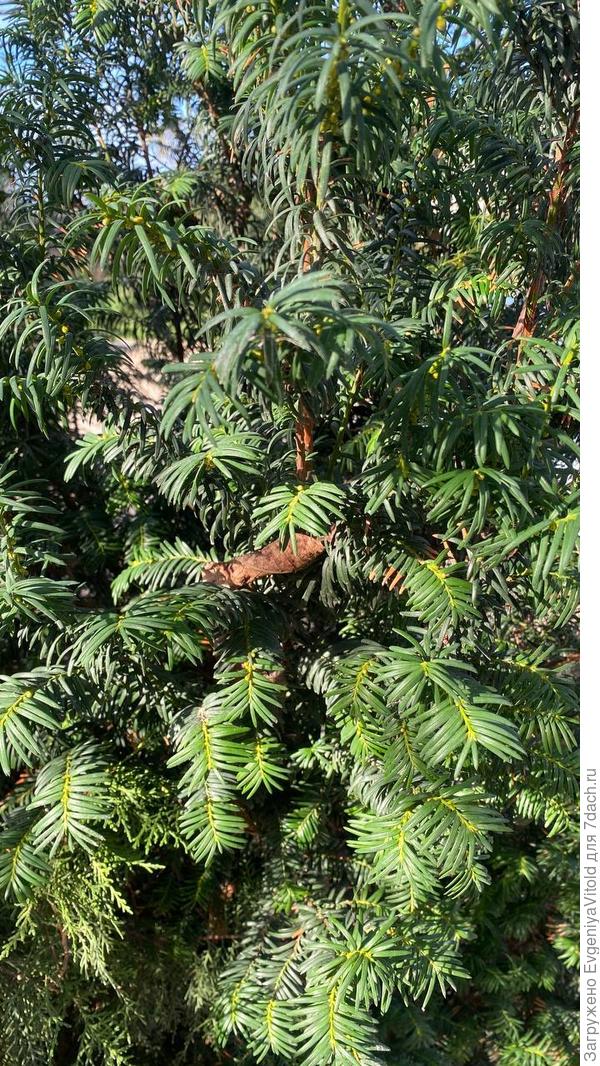 Здравствуйте! Помогите в определении данного растения, заранее спасибо!)