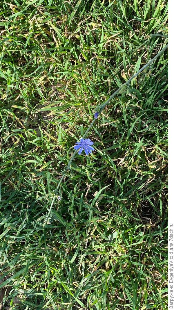 Здравствуйте! Помогите в определении данного растения, заранее спасибо!)