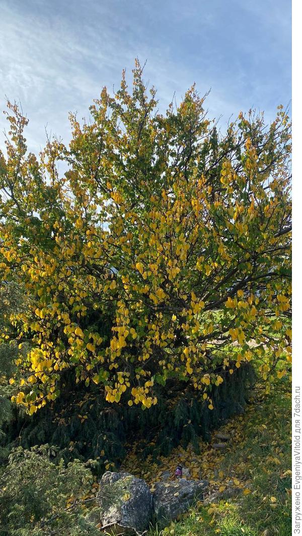 Здравствуйте! Помогите в определении данного растения, заранее спасибо!)