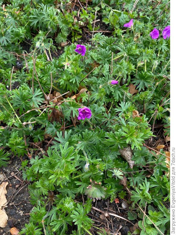 Здравствуйте, подскажите, пожалуйста, как точно называется это растение и к какому виду или семейству оно относится?