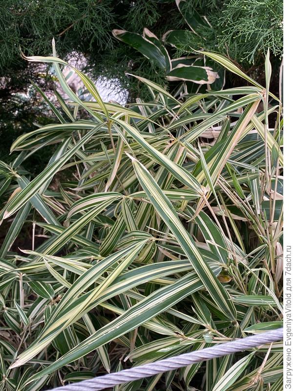 Здравствуйте, подскажите, пожалуйста, как точно называется это растение и к какому виду или семейству оно относится?