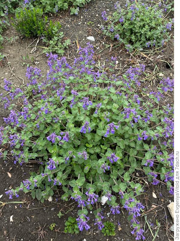 Здравствуйте, подскажите, пожалуйста, как точно называется это растение и к какому виду или семейству оно относится?