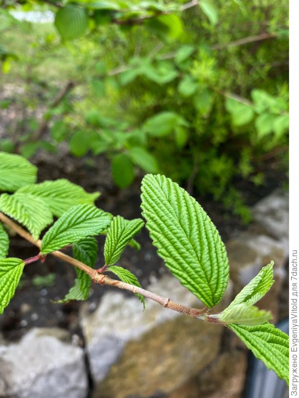 Здравствуйте, подскажите, пожалуйста, как точно называется это растение и к какому виду или семейству оно относится?