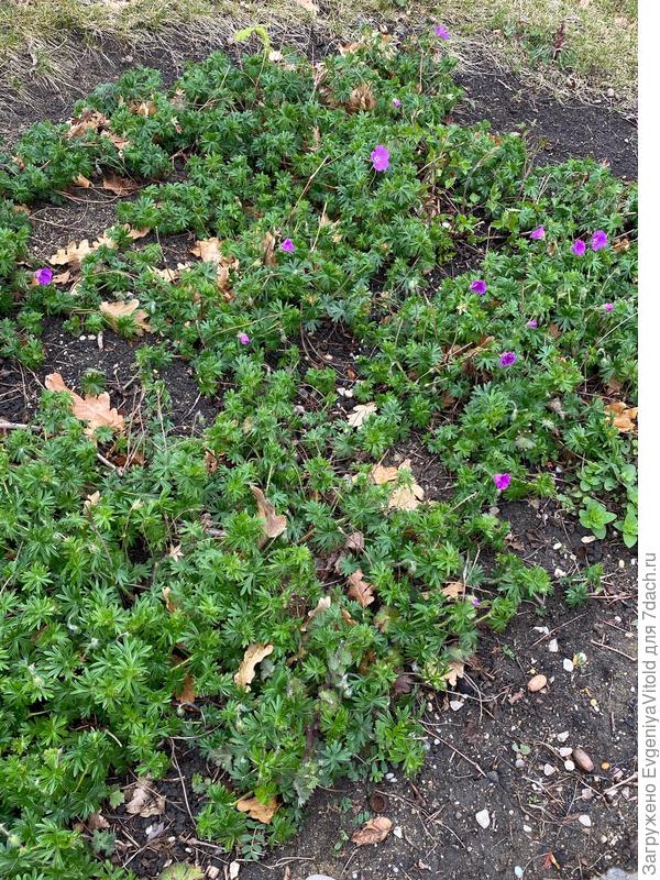 Здравствуйте, подскажите, пожалуйста, как точно называется это растение и к какому виду или семейству оно относится?