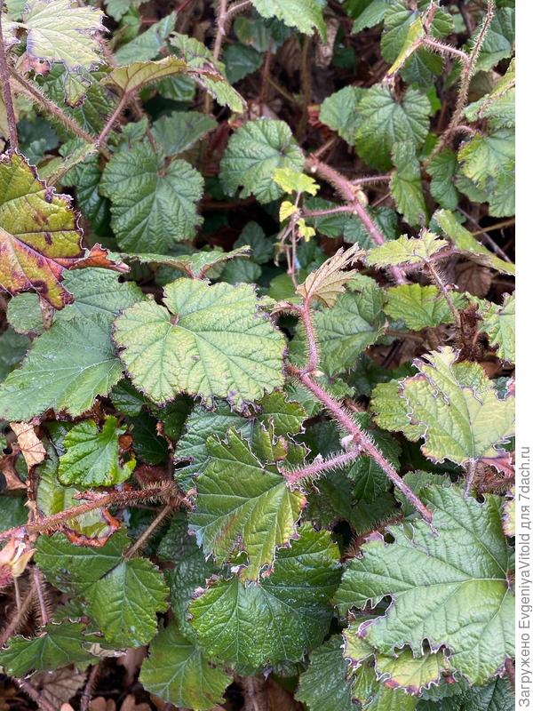 Здравствуйте, подскажите, пожалуйста, как точно называется это растение и к какому виду или семейству оно относится?