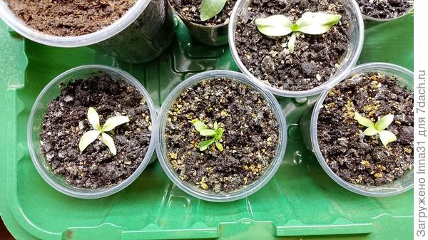 От Нетипичного фермера