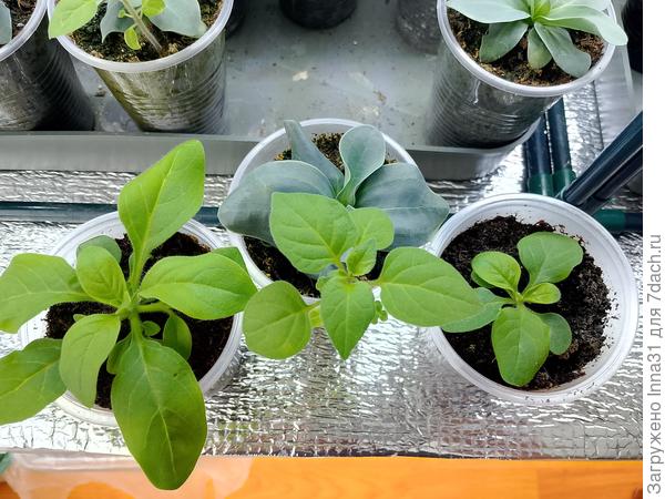 Спасибо большое за ответы! Вот для сравнения фото с петуниями - листочки немного отличаются формой.