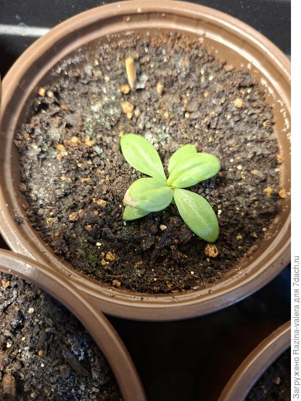 Жду помощи,что случилось не пойму