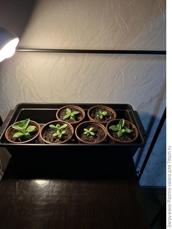 Мои красотули