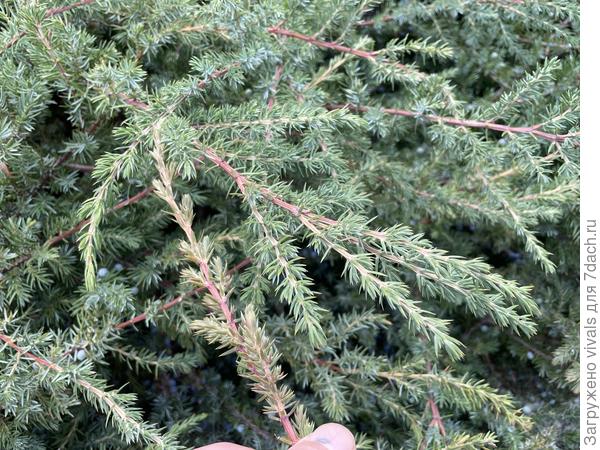 Можевельник прибрежный