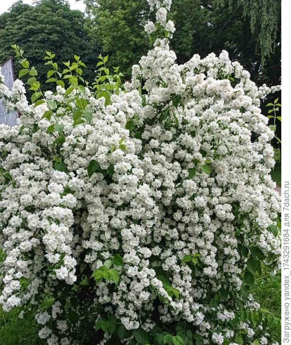 Сфотографировал давно, когда гулял. Знаю, что Жасмин. Есть ли какое-то научное название?