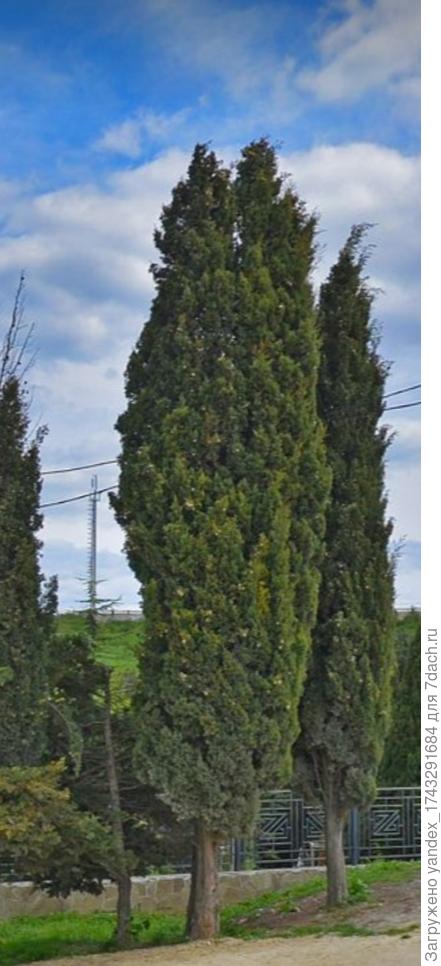 Скажите, какой это вид кипариса?