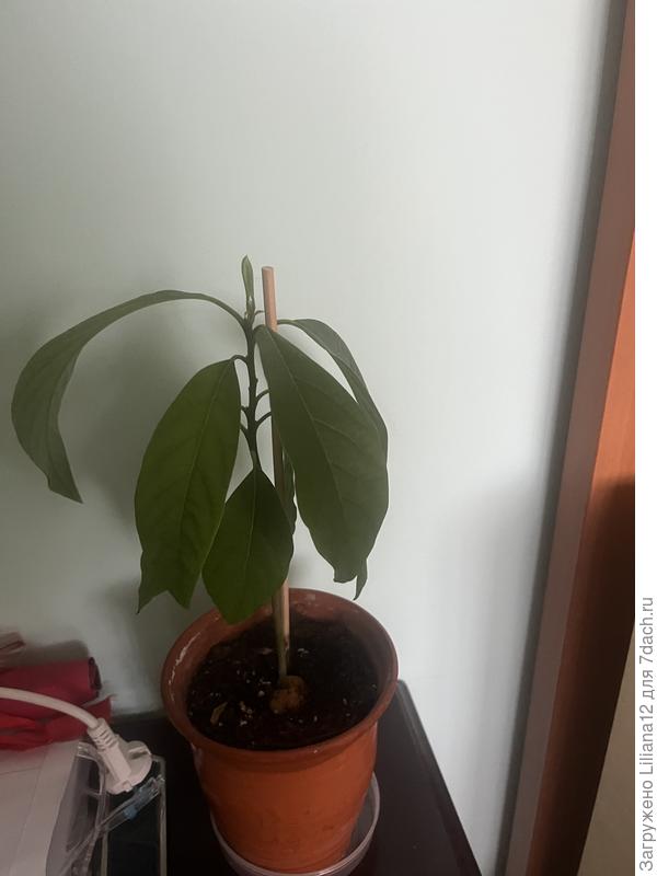 До этого (фотка старая еще сделанная летом)