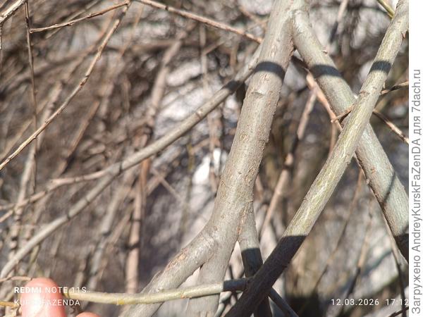 Кора молодых ветвей