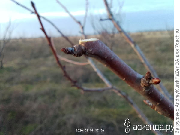 2-3мм всегда везде отступают, не больше, когда обрезают молодые ветви.