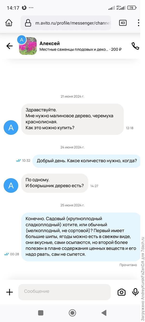 Последствия рекламы. И вновь черëмуха краснолистная..