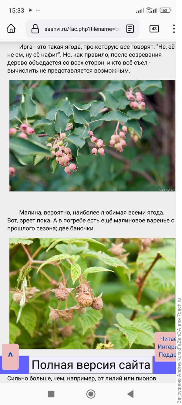 Такую тоже ищу, естественно. Попрошу выслать черенки для прививки. А я ему саженцев.