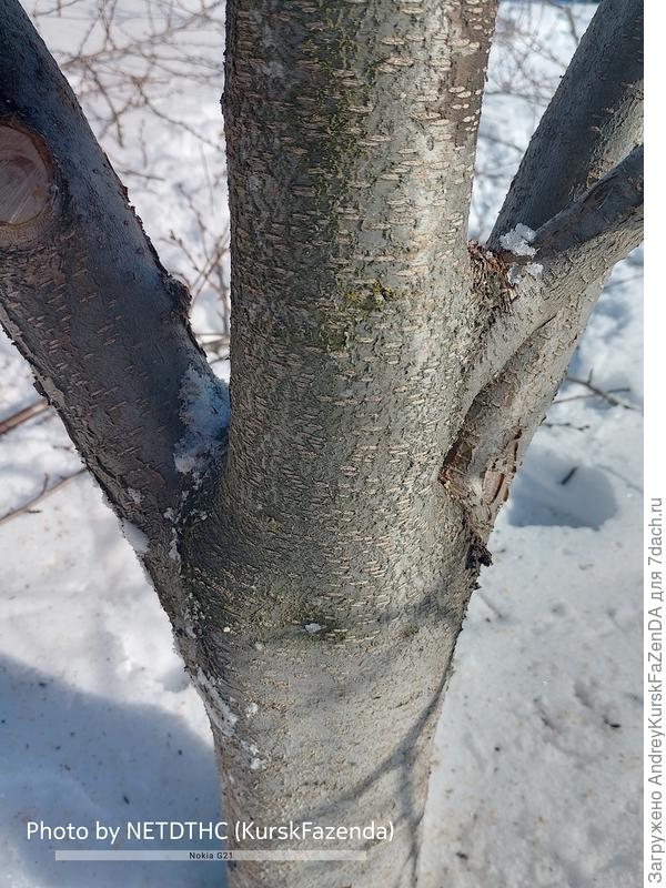 Начало скелетных.