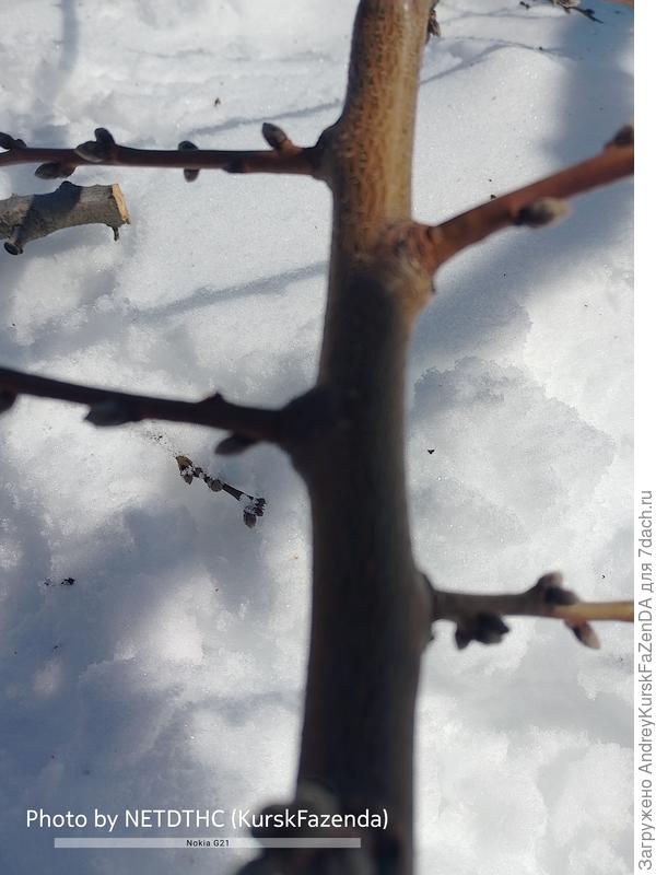Молодые ветви и почки.