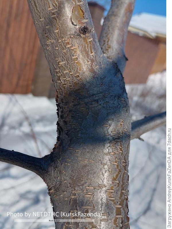 Кора скелетных.