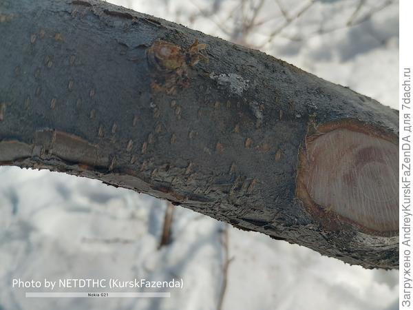 Древесина на срезе.