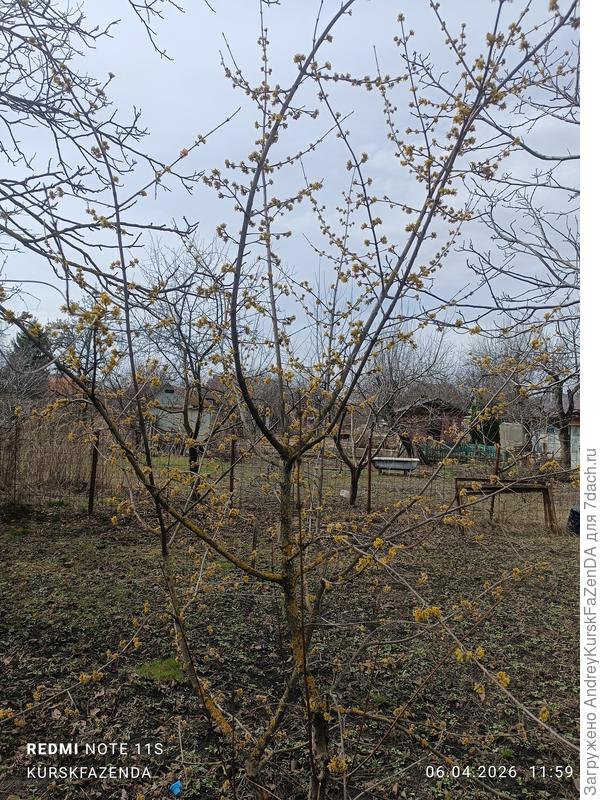 Встречается у нас достаточно редко.