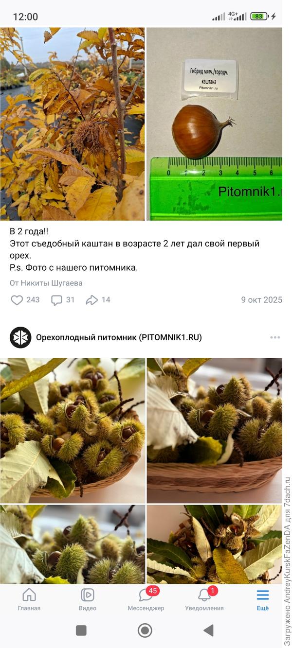 Каштан зубчатый (настоящий).