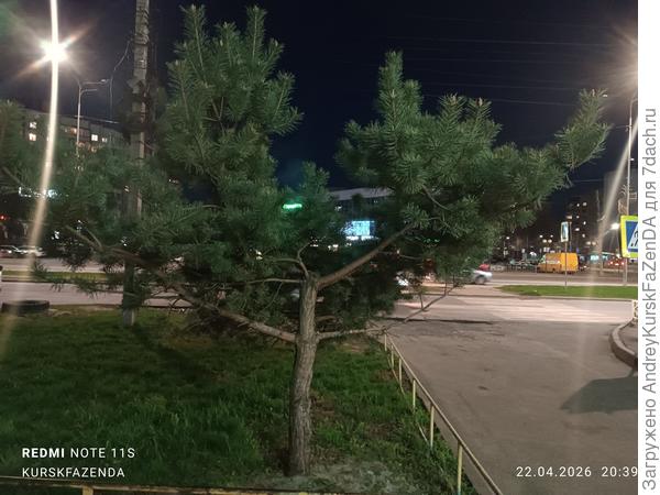 Без центрального проводника сосна обыкновенная выглядит, мягко говоря, неестественно.