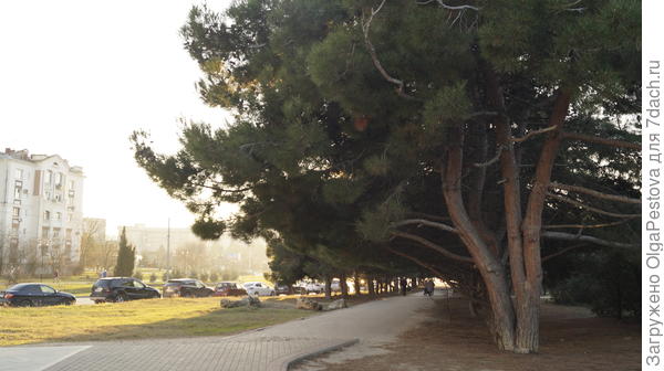 Как называется это дерево?