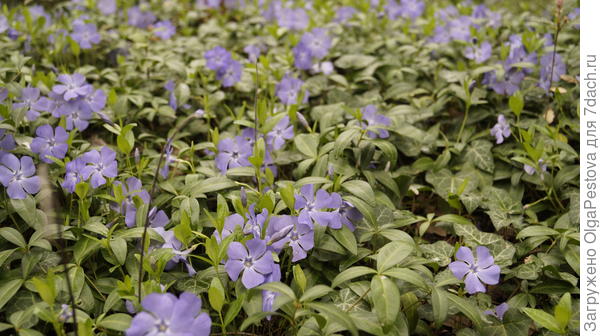 Подскажите название этих цветов?