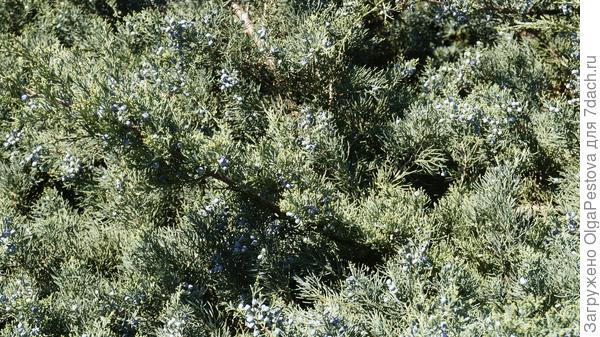 Это можжевельник?