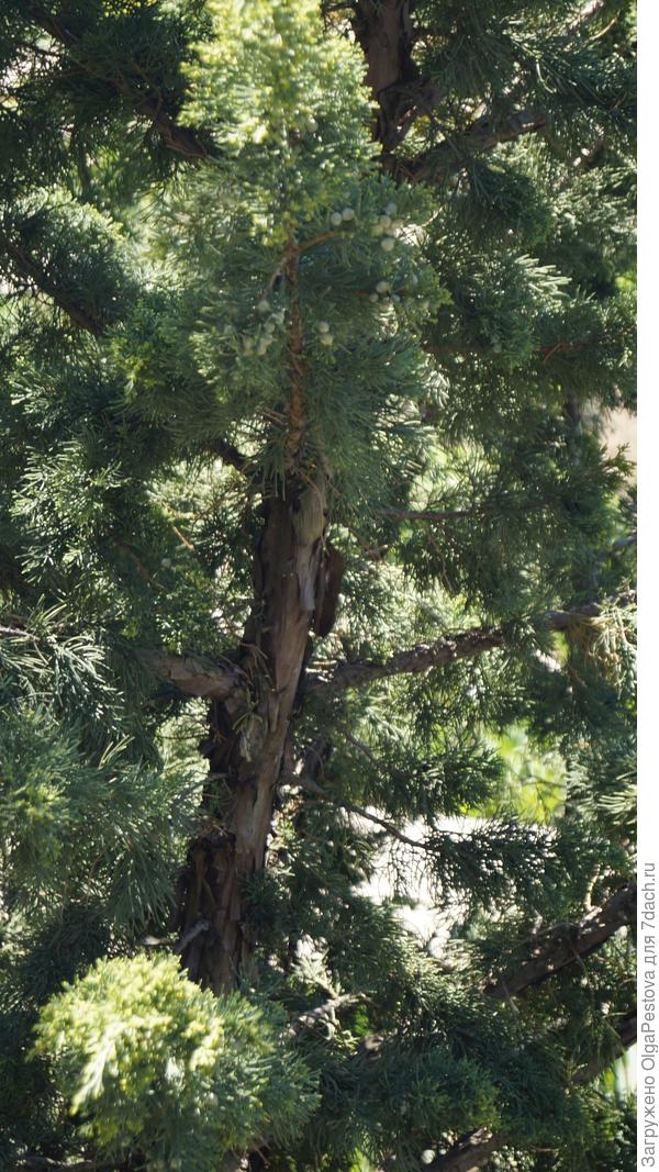 Интересует и латинское название