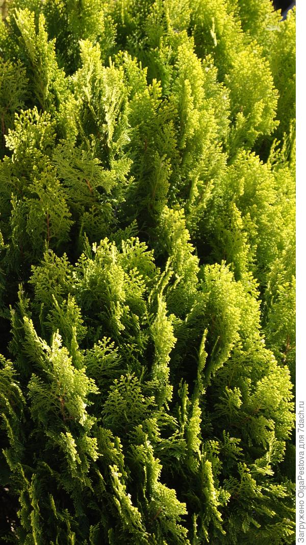 Хвойный кустарник