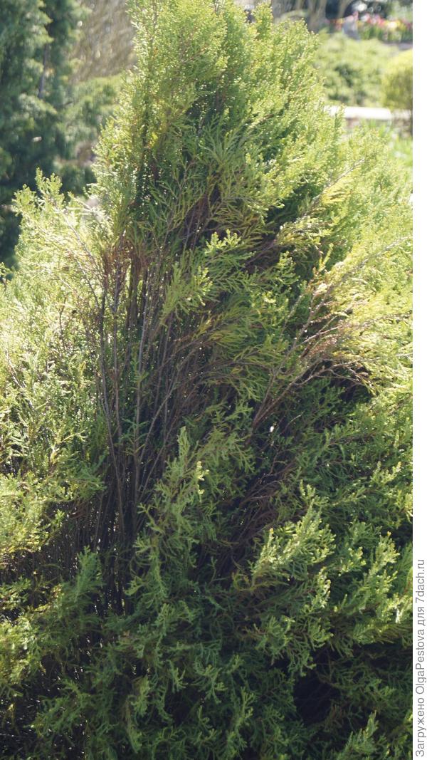 Интересует и латинское название