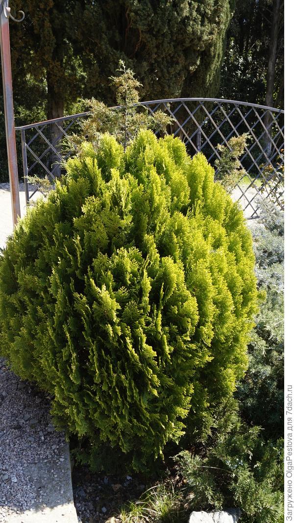 Как называется этот куст на фото? Интересует и латинское название