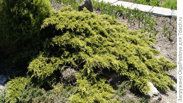 Можжевельник?