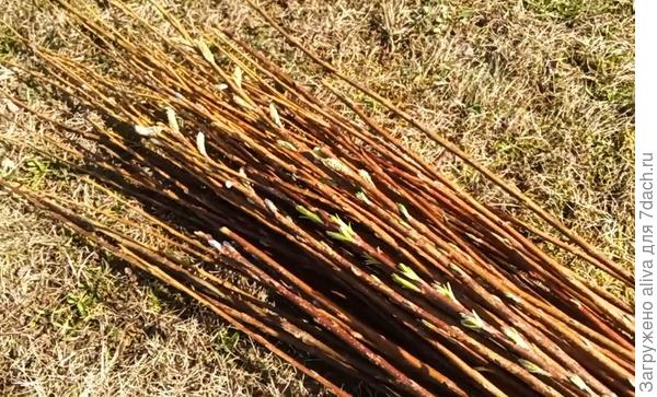 Просыпаются почки